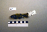  ( - UWBM 52519)  @14 [ ] Copyright (2008) Unspecified Burke Museum of Natural History and Culture
