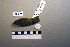  (Phylloscopus humei - UWBM 46480)  @14 [ ] Copyright (2008) Unspecified Burke Museum of Natural History and Culture