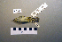  ( - UWBM 60108)  @13 [ ] Copyright (2008) Unspecified Burke Museum of Natural History and Culture