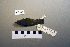  ( - UWBM 60108)  @13 [ ] Copyright (2008) Unspecified Burke Museum of Natural History and Culture