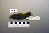  (Phylloscopus inornatus - UWBM 51149)  @14 [ ] Copyright (2008) Unspecified Burke Museum of Natural History and Culture