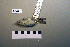  ( - UWBM 82283)  @12 [ ] Copyright (2008) Unspecified Burke Museum of Natural History and Culture