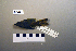  ( - UWBM 82283)  @14 [ ] Copyright (2008) Unspecified Burke Museum of Natural History and Culture