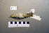  ( - UWBM 47429)  @13 [ ] Copyright (2008) Unspecified Burke Museum of Natural History and Culture