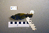  (Phylloscopus coronatus - UWBM 47429)  @14 [ ] Copyright (2008) Unspecified Burke Museum of Natural History and Culture