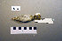  ( - UWBM 47430)  @13 [ ] Copyright (2008) Unspecified Burke Museum of Natural History and Culture