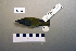  ( - UWBM 47430)  @13 [ ] Copyright (2008) Unspecified Burke Museum of Natural History and Culture
