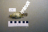  ( - UWBM 58444)  @13 [ ] Copyright (2008) Unspecified Burke Museum of Natural History and Culture