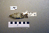  (Phylloscopus proregulus - UWBM 59689)  @14 [ ] Copyright (2008) Unspecified Burke Museum of Natural History and Culture