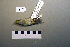  ( - UWBM 78363)  @13 [ ] Copyright (2008) Unspecified Burke Museum of Natural History and Culture