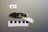  ( - UWBM 78363)  @14 [ ] Copyright (2008) Unspecified Burke Museum of Natural History and Culture