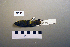  ( - UWBM 59743)  @13 [ ] Copyright (2008) Unspecified Burke Museum of Natural History and Culture