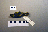  ( - UWBM 52538)  @14 [ ] Copyright (2008) Unspecified Burke Museum of Natural History and Culture