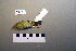  ( - UWBM 74870)  @13 [ ] Copyright (2008) Unspecified Burke Museum of Natural History and Culture