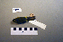  ( - UWBM 74870)  @14 [ ] Copyright (2008) Unspecified Burke Museum of Natural History and Culture