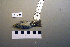  ( - UWBM 47589)  @13 [ ] Copyright (2008) Unspecified Burke Museum of Natural History and Culture