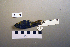  ( - UWBM 47589)  @13 [ ] Copyright (2008) Unspecified Burke Museum of Natural History and Culture