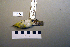  ( - UWBM 49634)  @13 [ ] Copyright (2008) Unspecified Burke Museum of Natural History and Culture