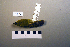  ( - UWBM 49634)  @13 [ ] Copyright (2008) Unspecified Burke Museum of Natural History and Culture