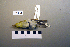  ( - UWBM 61412)  @13 [ ] Copyright (2008) Unspecified Burke Museum of Natural History and Culture