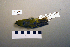  (Phylloscopus sibilatrix - UWBM 61412)  @14 [ ] Copyright (2008) Unspecified Burke Museum of Natural History and Culture