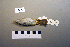  (Phylloscopus borealoides - UWBM 47488)  @13 [ ] Copyright (2008) Unspecified Burke Museum of Natural History and Culture