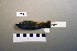  ( - UWBM 47488)  @13 [ ] Copyright (2008) Unspecified Burke Museum of Natural History and Culture