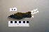  (Phylloscopus tenellipes - UWBM 74736)  @14 [ ] Copyright (2008) Unspecified Burke Museum of Natural History and Culture