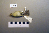  ( - UWBM 78250)  @13 [ ] Copyright (2008) Unspecified Burke Museum of Natural History and Culture
