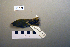  ( - UWBM 78250)  @14 [ ] Copyright (2008) Unspecified Burke Museum of Natural History and Culture