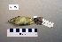  ( - UWBM 58029)  @13 [ ] Copyright (2008) Unspecified Burke Museum of Natural History and Culture