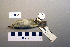  ( - UWBM 46600)  @13 [ ] Copyright (2008) Unspecified Burke Museum of Natural History and Culture