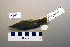 ( - UWBM 46600)  @13 [ ] Copyright (2008) Unspecified Burke Museum of Natural History and Culture