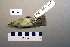  ( - UWBM 66640)  @13 [ ] Copyright (2008) Unspecified Burke Museum of Natural History and Culture