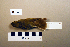  (Phylloscopus trochiloides - UWBM 66640)  @14 [ ] Copyright (2008) Unspecified Burke Museum of Natural History and Culture
