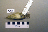  ( - UWBM 73594)  @14 [ ] Copyright (2008) Unspecified Burke Museum of Natural History and Culture