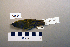 ( - UWBM 73594)  @13 [ ] Copyright (2008) Unspecified Burke Museum of Natural History and Culture