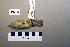  ( - UWBM 49473)  @13 [ ] Copyright (2008) Unspecified Burke Museum of Natural History and Culture