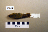 ( - UWBM 49473)  @13 [ ] Copyright (2008) Unspecified Burke Museum of Natural History and Culture