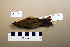  (Phylloscopus trochilus - UWBM 61378)  @15 [ ] Copyright (2008) Unspecified Burke Museum of Natural History and Culture
