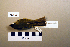  ( - UWBM 78398)  @13 [ ] Copyright (2008) Unspecified Burke Museum of Natural History and Culture