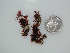  (Gelidium microdonticum - BDA0410)  @11 [ ] Unspecified (default): All Rights Reserved  Unspecified Unspecified