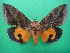  ( - KLM Lep 08856)  @11 [ ] CreativeCommons - Attribution Non-Commercial Share-Alike (2017) Christian Wieser Landesmuseum Kaernten