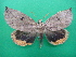  (Phyllodini - KLM Lep 08859)  @11 [ ] CreativeCommons - Attribution Non-Commercial Share-Alike (2020) Christian Wieser Landesmuseum Kaernten