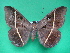  ( - KLM Lep 08860)  @11 [ ] CreativeCommons - Attribution Non-Commercial Share-Alike (2021) Christian Wieser Landesmuseum Kaernten