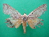  (Ophiusa pelor - KLM Lep 08863)  @11 [ ] CreativeCommons - Attribution Non-Commercial Share-Alike (2024) Christian Wieser Landesmuseum Kaernten