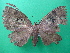 ( - KLM Lep 08864)  @11 [ ] CreativeCommons - Attribution Non-Commercial Share-Alike (2025) Christian Wieser Landesmuseum Kaernten