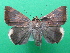  (Achaea stumpffii - KLM Lep 08865)  @11 [ ] CreativeCommons - Attribution Non-Commercial Share-Alike (2026) Christian Wieser Landesmuseum Kaernten