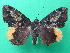  ( - KLM Lep 08866)  @11 [ ] CreativeCommons - Attribution Non-Commercial Share-Alike (2027) Christian Wieser Landesmuseum Kaernten