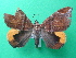  ( - KLM Lep 08867)  @11 [ ] CreativeCommons - Attribution Non-Commercial Share-Alike (2028) Christian Wieser Landesmuseum Kaernten